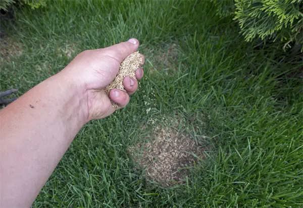 Repair Bare Patches of a lawn