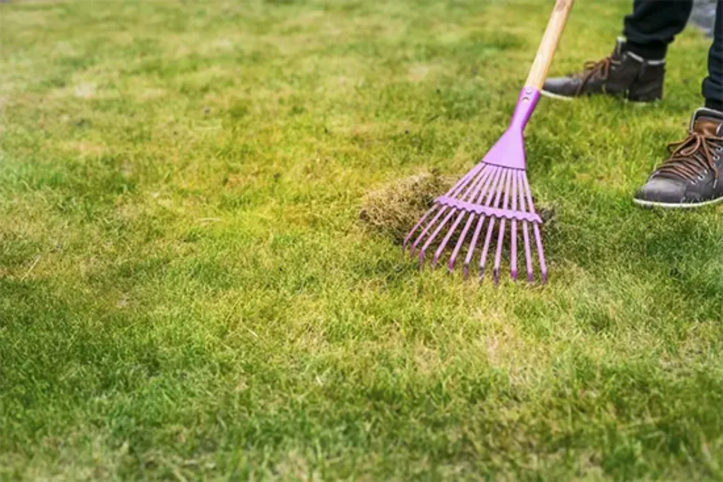 Scarifying the Lawn