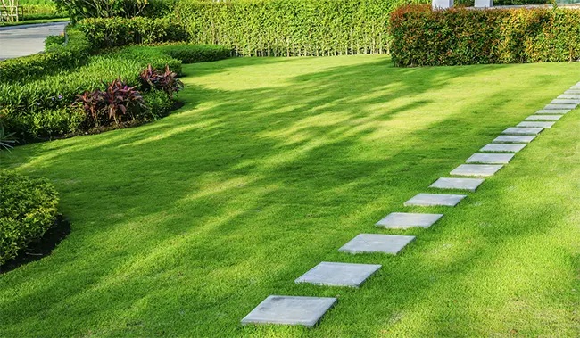 how to improve lawn in 12 weeks